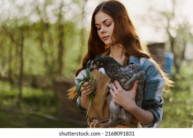 Young Female Zoologist Examines Chicken For Diseases On The Farm