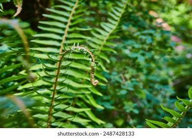 Young Fern Fiddlehead in Lush Green Forest Close-Up - Powered by Shutterstock