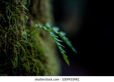 Young Fern Growing In Moss