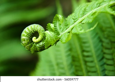 Young Fern Leaf. Nature Background