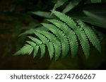 a young fern leaf in the yard photographed with a Nikon D7000 f3.5 exps 11000 iso 800 focal length 50mm position from above in January 2023