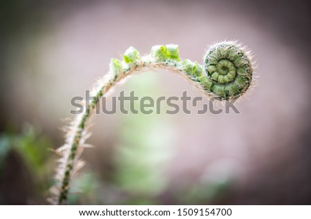 Young fiddlehead fern on neutral background