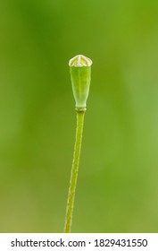 Young Field Poppy (Papaver Rhoeas) Head Capsule