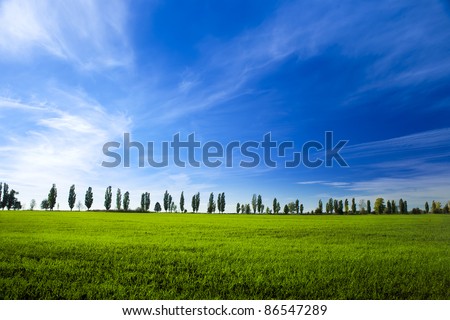 young field of winter wheat on blue sky background