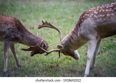 1,290 Young deer fighting Images, Stock Photos & Vectors | Shutterstock