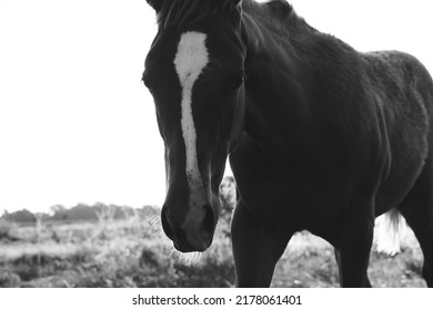 Young Filly Horse In Texas Ranch Field During Summer Closeup.