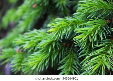 Young Fir Needles. Background 