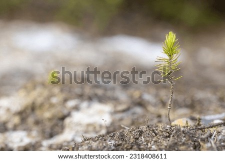 Young fir tree on the ground in the spring forest. Shallow depth of field.