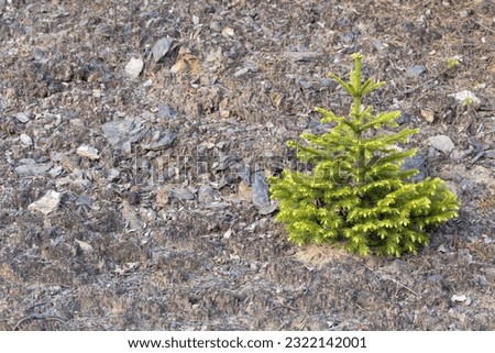 Young fir tree on the rough rocky ground, close-up