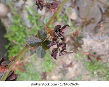 Young First Leaves Of A Rose Bush Fell Under Night Frosts