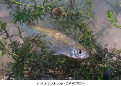 Young fish of Leuciscus idus or ide or orfe fish is a freshwater fish of the cyprinidae living in larger rivers, lakes, in Europe
