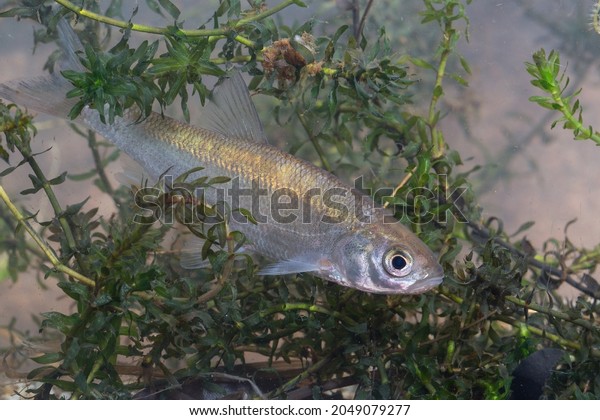 Young fish of Leuciscus idus or ide or orfe fish\
is a freshwater fish of the cyprinidae living in larger rivers,\
lakes, in Europe