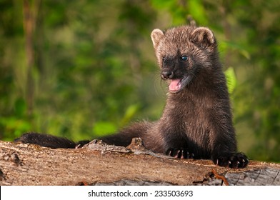 Young Fisher (Martes pennanti) Mouth Open on Log - captive animal