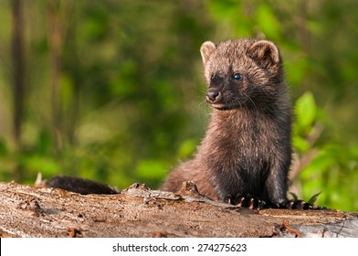Young Fisher (Martes pennanti) Sits on Log Looking Left - captive animal