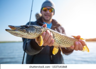 狗鱼图片 库存照片和矢量图 Shutterstock