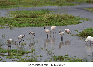 Young Flamingo Birds At Lake Manyara, Tanzania