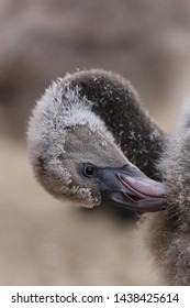 A Young Flamingo Chick Image