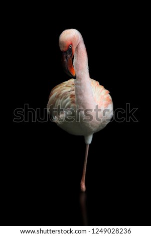 Young flamingos stand on one leg with black background