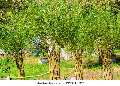 Young Flexible Trees Woven Together