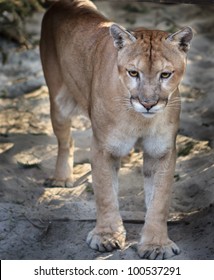 Young Florida Panther