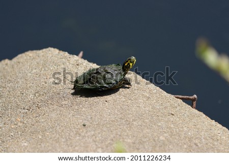 A young Florida redbelly turtle with algae on its shell