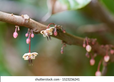 Young Flower On Cacao Tree Close Up Macro View