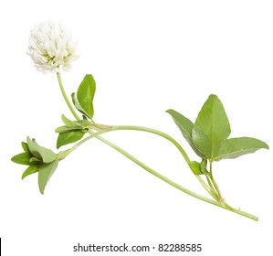 Young Flower Of White Clover Isolated On White Background