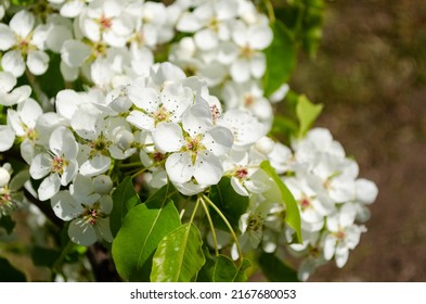 Young Flowering Pear Tree In Spring