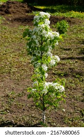 Young Flowering Pear Tree In Spring