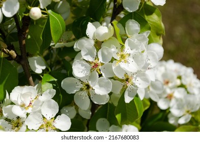 Young Flowering Pear Tree In Spring