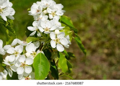 Young Flowering Pear Tree In Spring