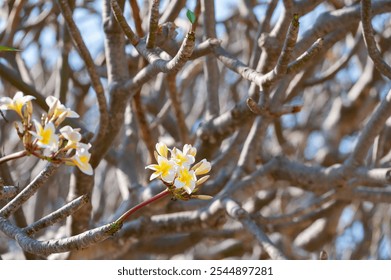 young flowers of frangipani (Plumeria) on bare branches - Powered by Shutterstock