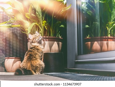 Young fluffy cat on balcony at window and plants . Siberian cat lifestyle