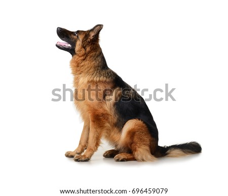 Young Fluffy German Shepherd Dog in exhibition standing against white background. Purebred dog in rack.