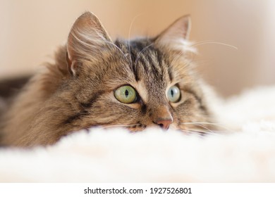 Ginger Longhair Cat Images, Stock Photos u0026 Vectors  Shutterstock