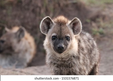 Young And Fluffy Spotted Hyena Face Closeup.