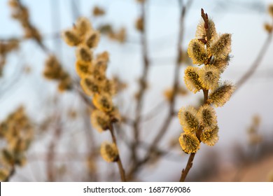 Young Fluffy Yellow Buds On Willow Twigs. Nature Macro Photography