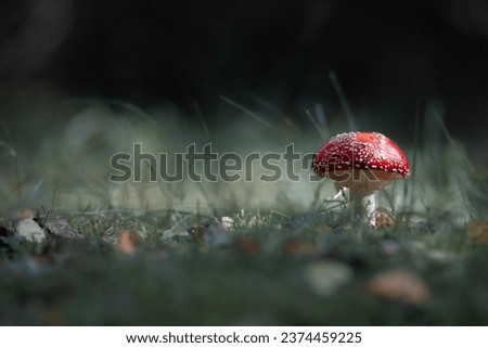 Similar – Foto Bild Roter Pilz auf dem Feld