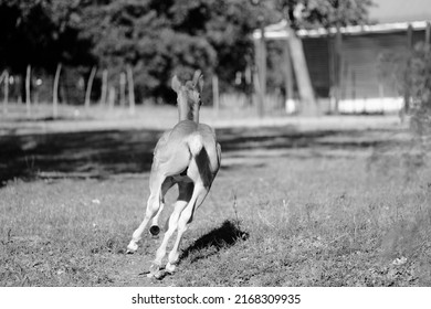 Young Foal Horse Running Away Through Texas Farm Field Shows Energetic Baby Animal.