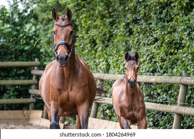 Young foal horses with mommy - Show jumping foals