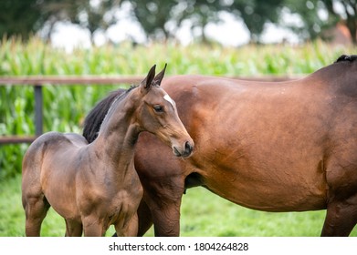 Young foal horses with mother - Show jumping foals