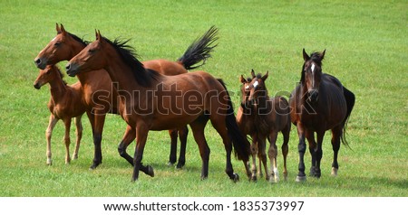 Young foal horses and mothers in field in fall season in Eastern township, Quebec, Canada