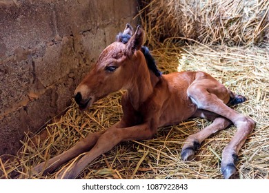 Young Foal Rests In Stable