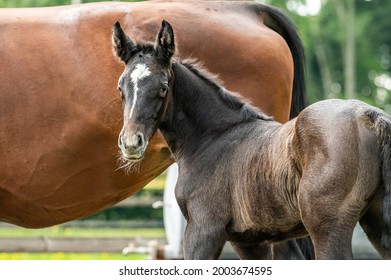 Young foals outside on the field