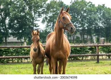 Young foals outside on the field
