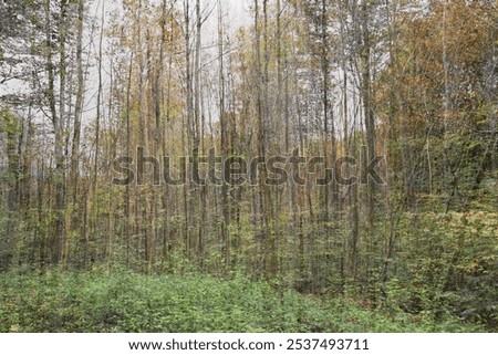 young forest, thickets of young trees, background of young trees, thickets, natural background, greenery, autumn forest, blur, lines, natural geometry