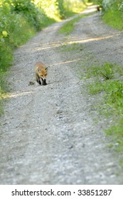 Young fox
