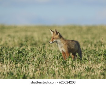 young fox