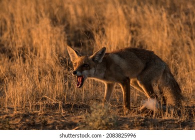 A young fox munches on a bit of food he found. In the dry hot  steppes of the Russian South predators are lean inthe summer, but will put on thick coats and a layer of fat in winter