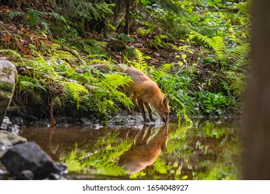 Jungfuchs in seinem natürlichen Lebensraum in einem Wald mit Fluss	